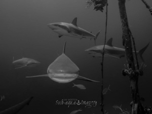 Four Beauties in B&W
Oly E-M1 with 7-14 and 2xKeldan 8x ... by Jan Morton 